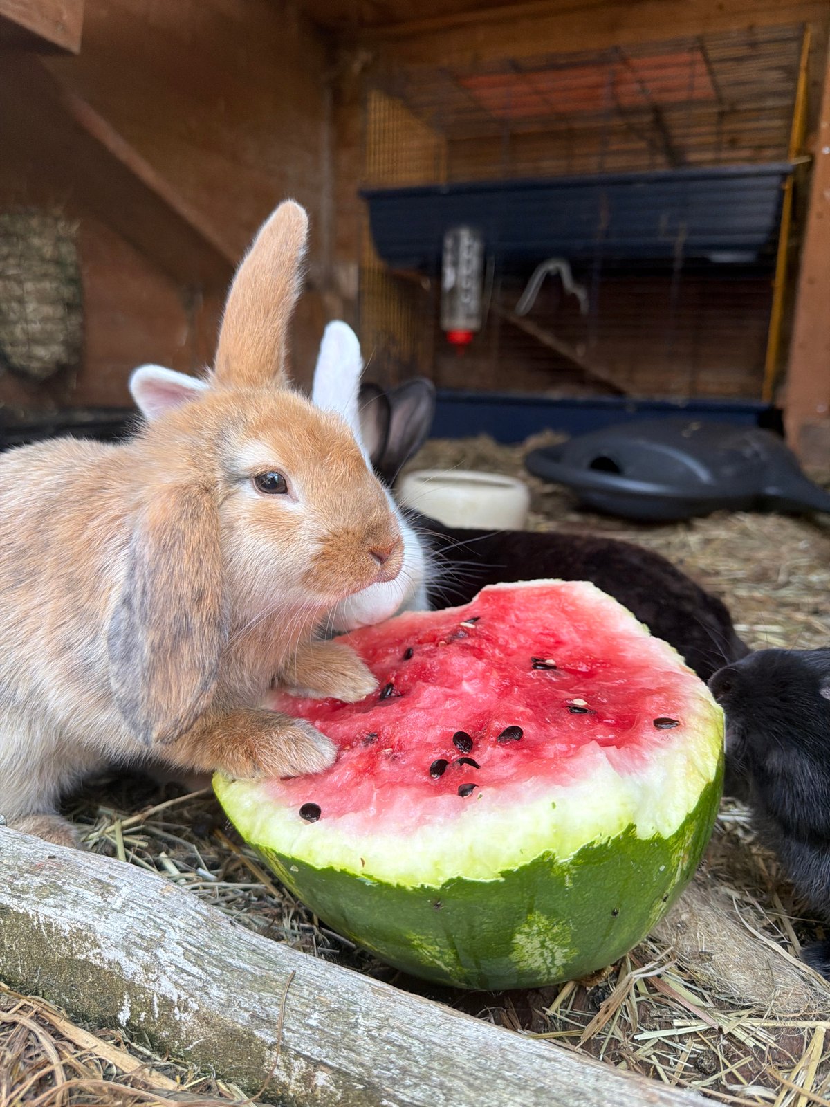 Rabbits share watermelon in a backyard enclosure, Poing