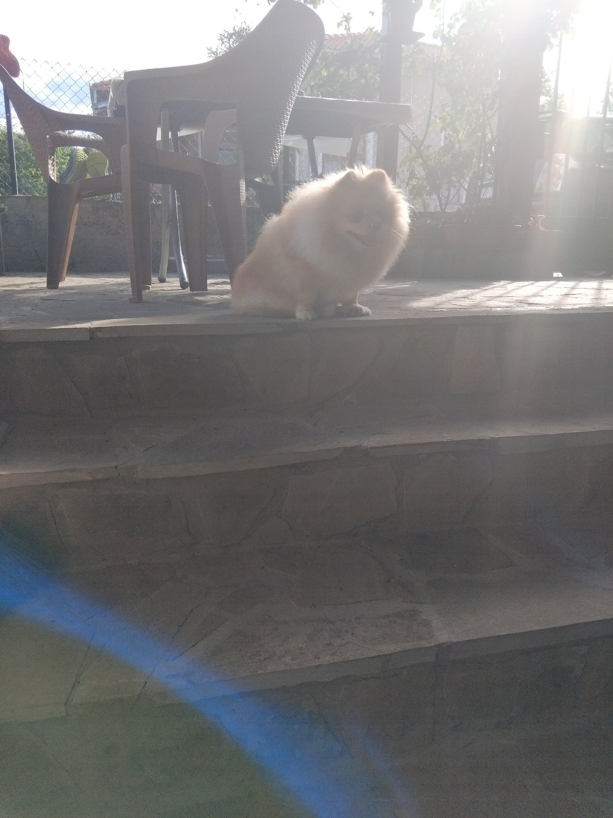 Pomeranian dog spotted on terrace in Apriltsi, Bulgaria