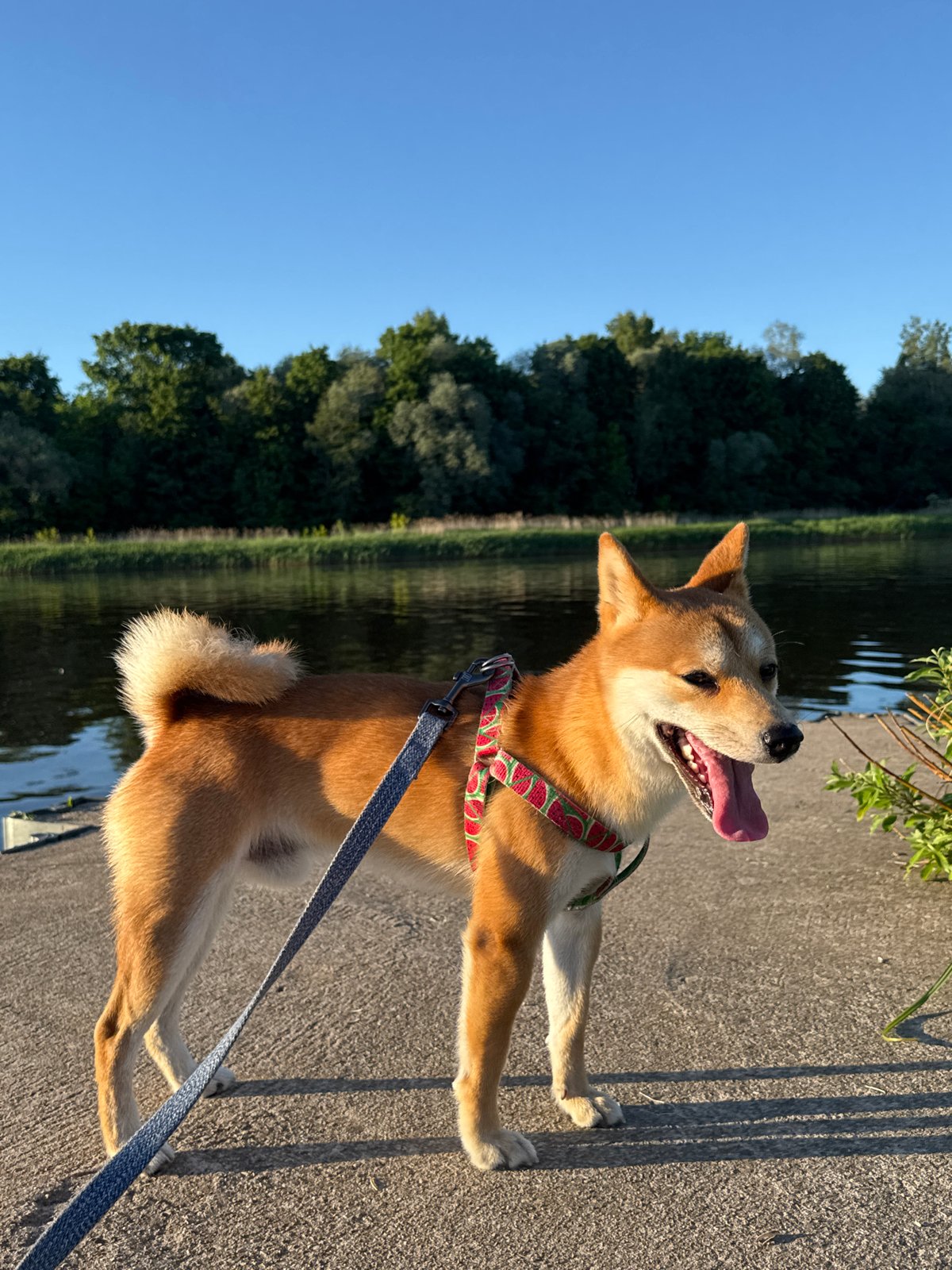 Couple enjoys evening dog walk by river in Carnikava