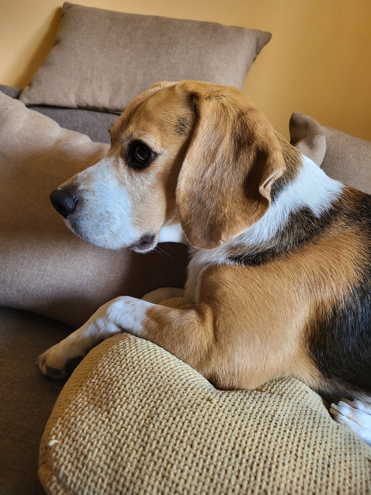 Woman and beagle share quiet afternoon moments in Sofia