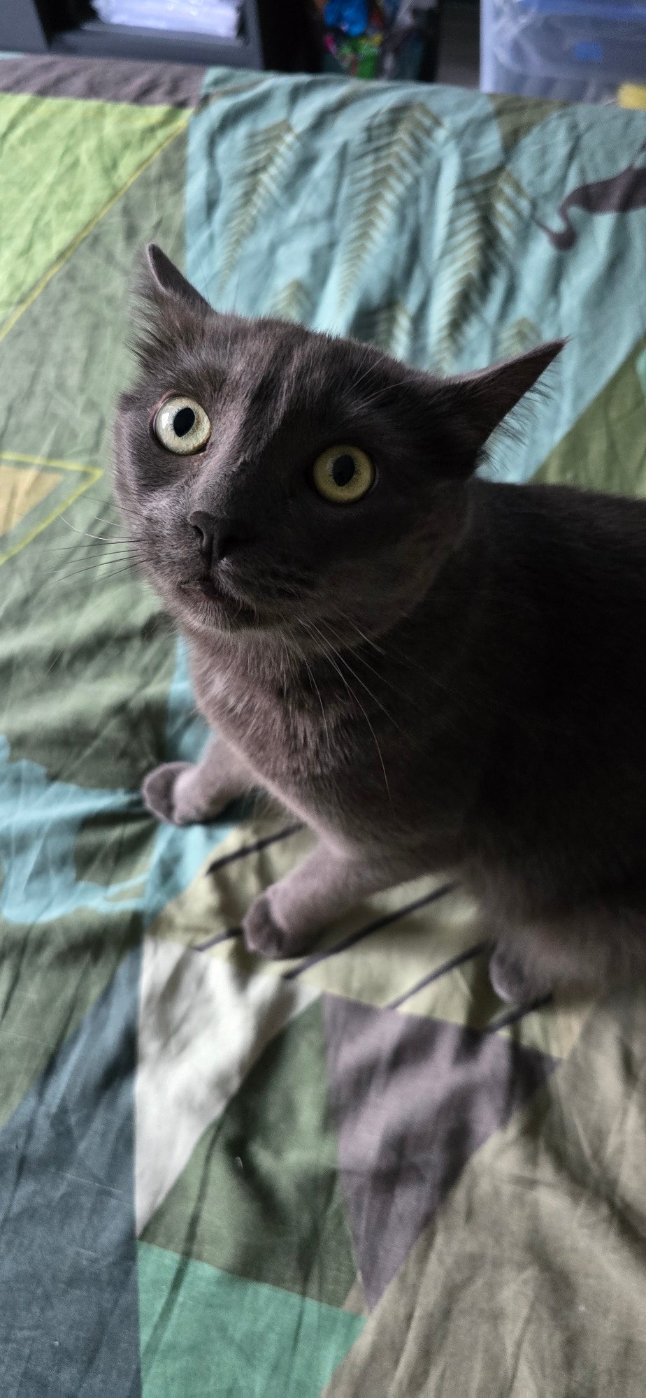 Domestic cats observed in routine indoor activities in Vratsa