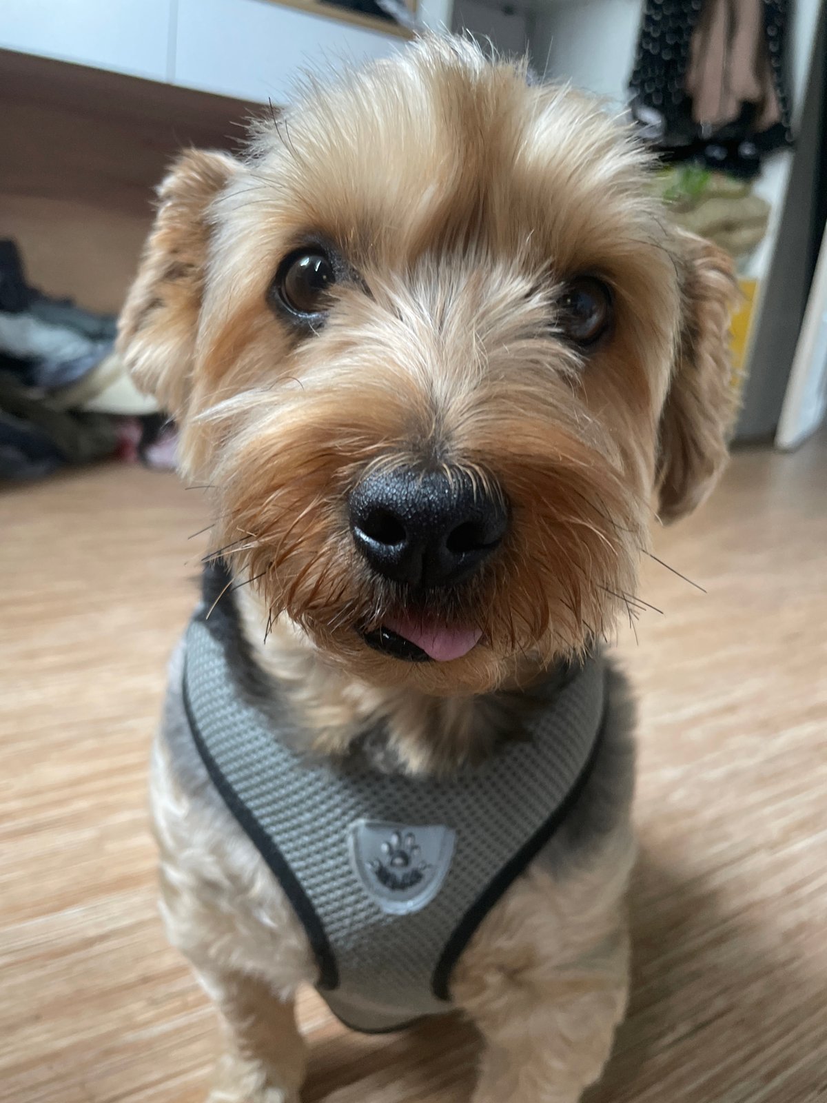 Home day with a Yorkshire Terrier, cats, and courtyard views