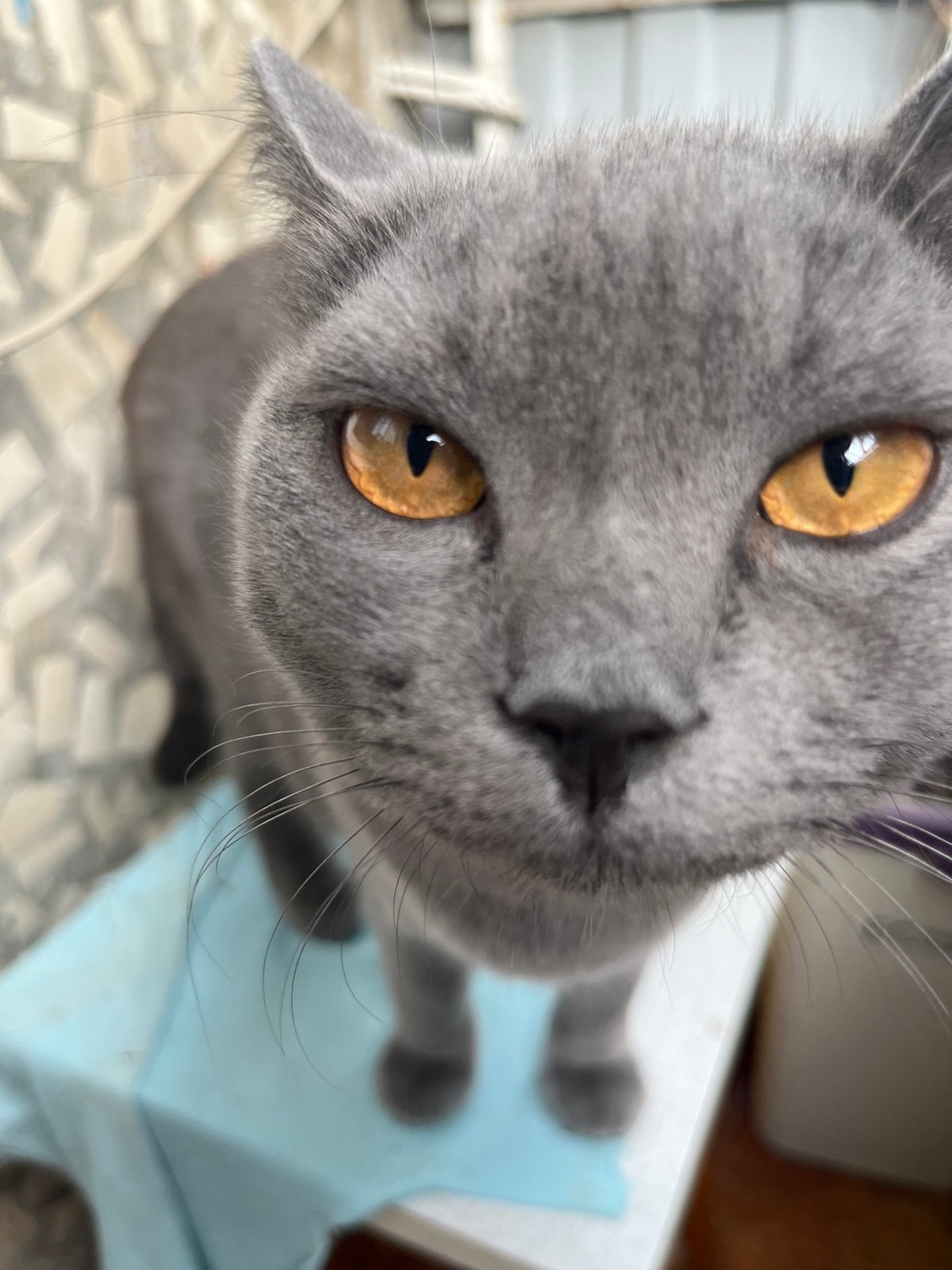 Gray Cat Spotted in Multiple Poses Around Rostov-on-Don Home