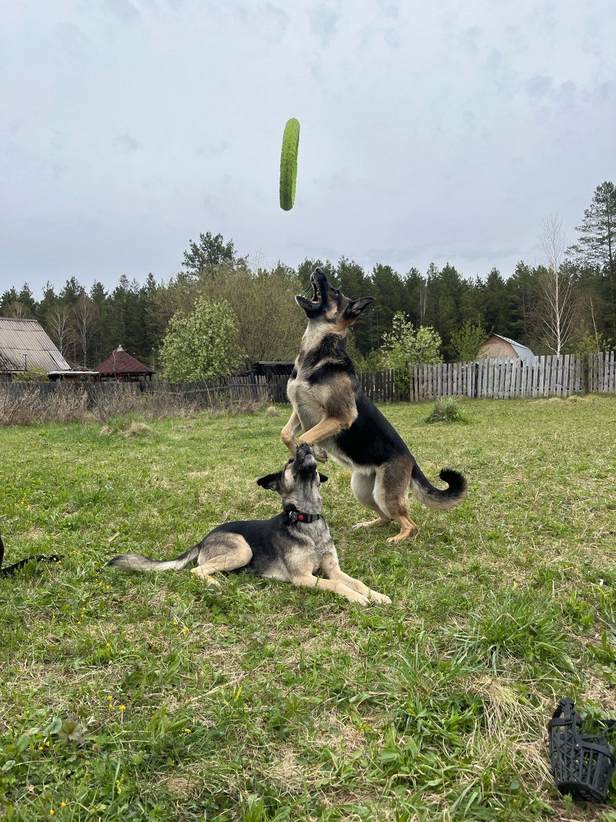 Dogs play and rest in Russian yard