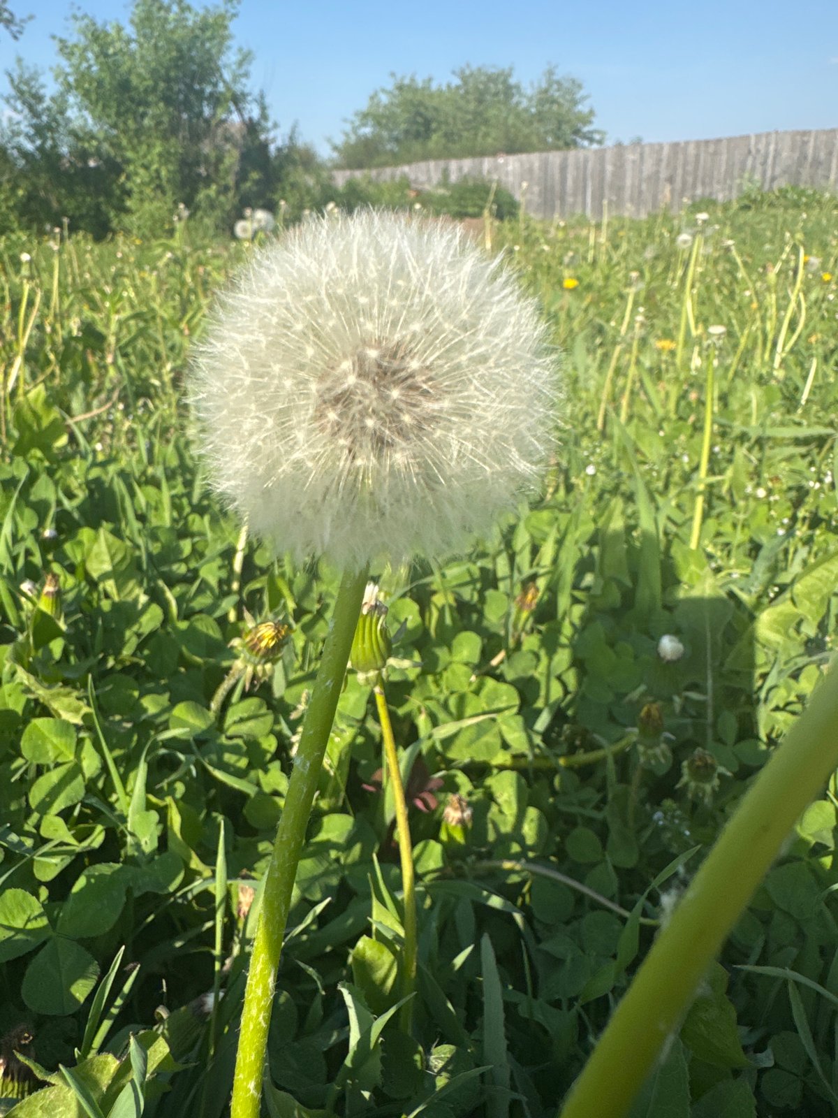 Spring gardening documented in rural Russian village