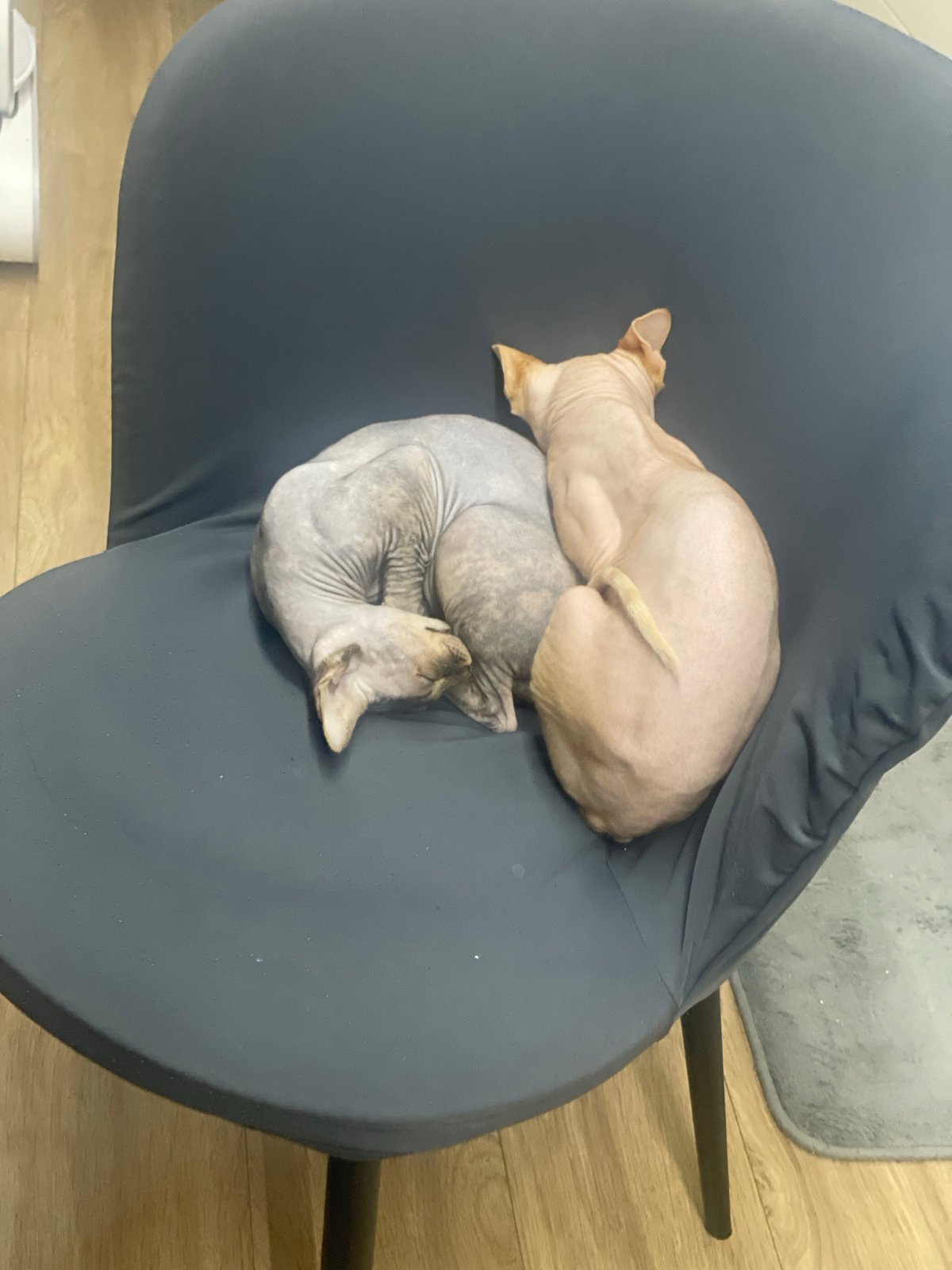 Hairless cats photographed napping indoors in Sofia residential area