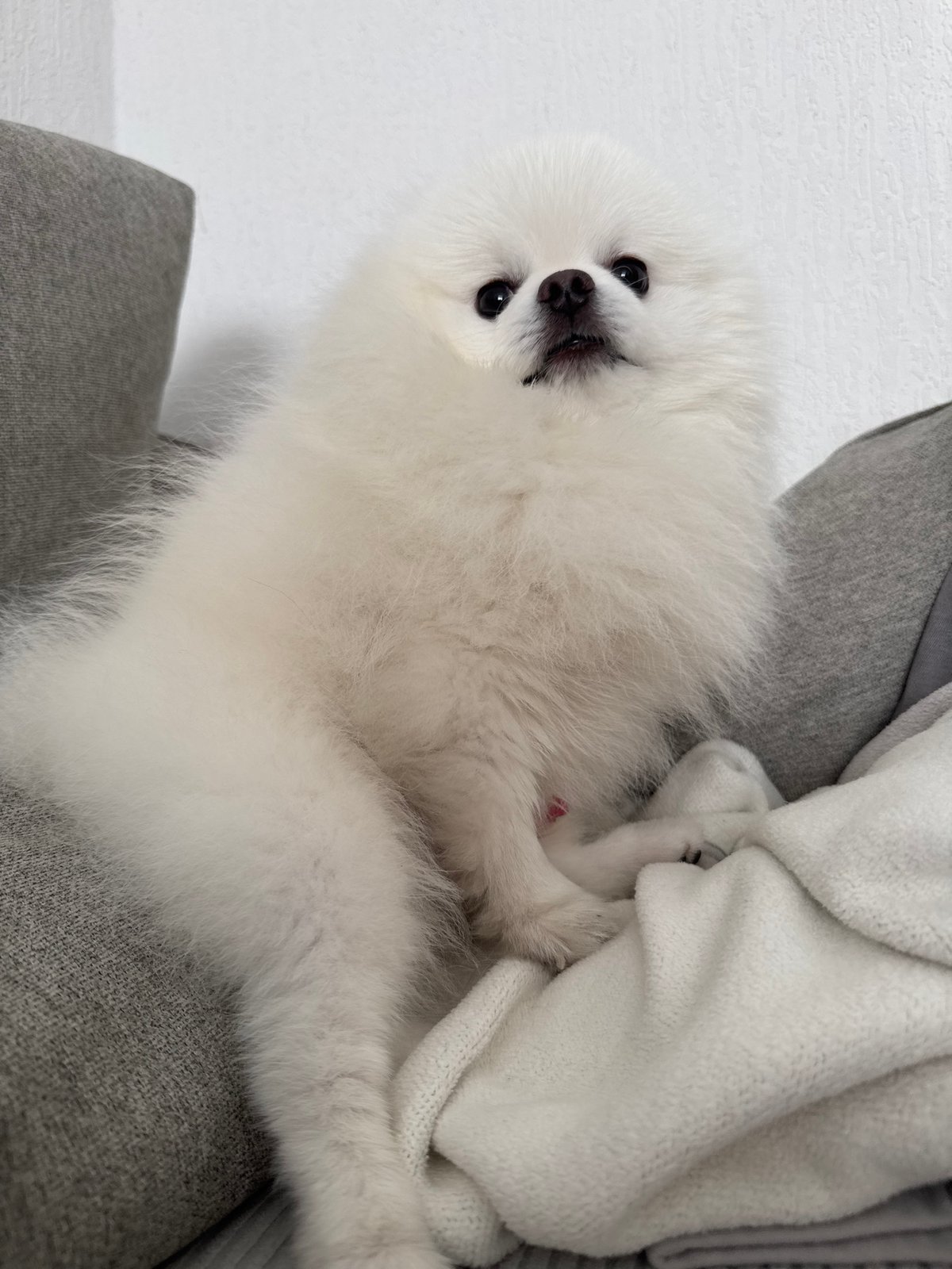 Pomeranian and Scottish Fold cat share quiet domestic moments