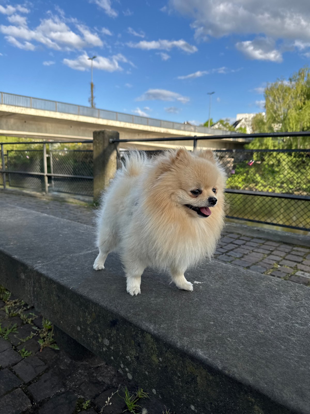 Pomeranian photographed on ledge in German city