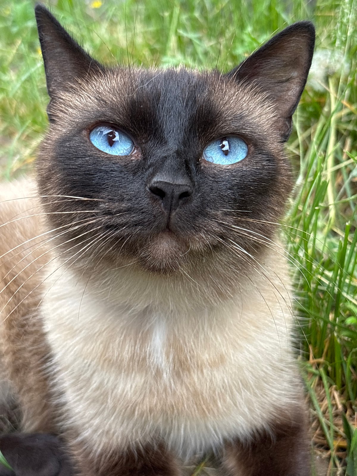 Siamese Cat Photographed in Multiple Outdoor Poses in Osa, Russia