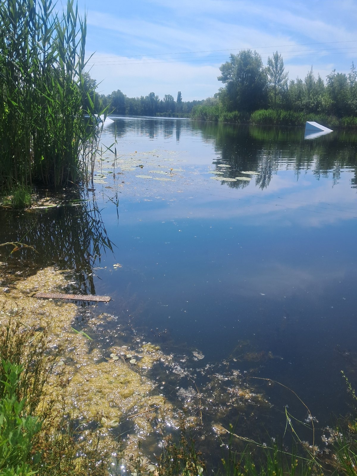 Morning scenes: waterside reeds, urban trees, fallen bicycle