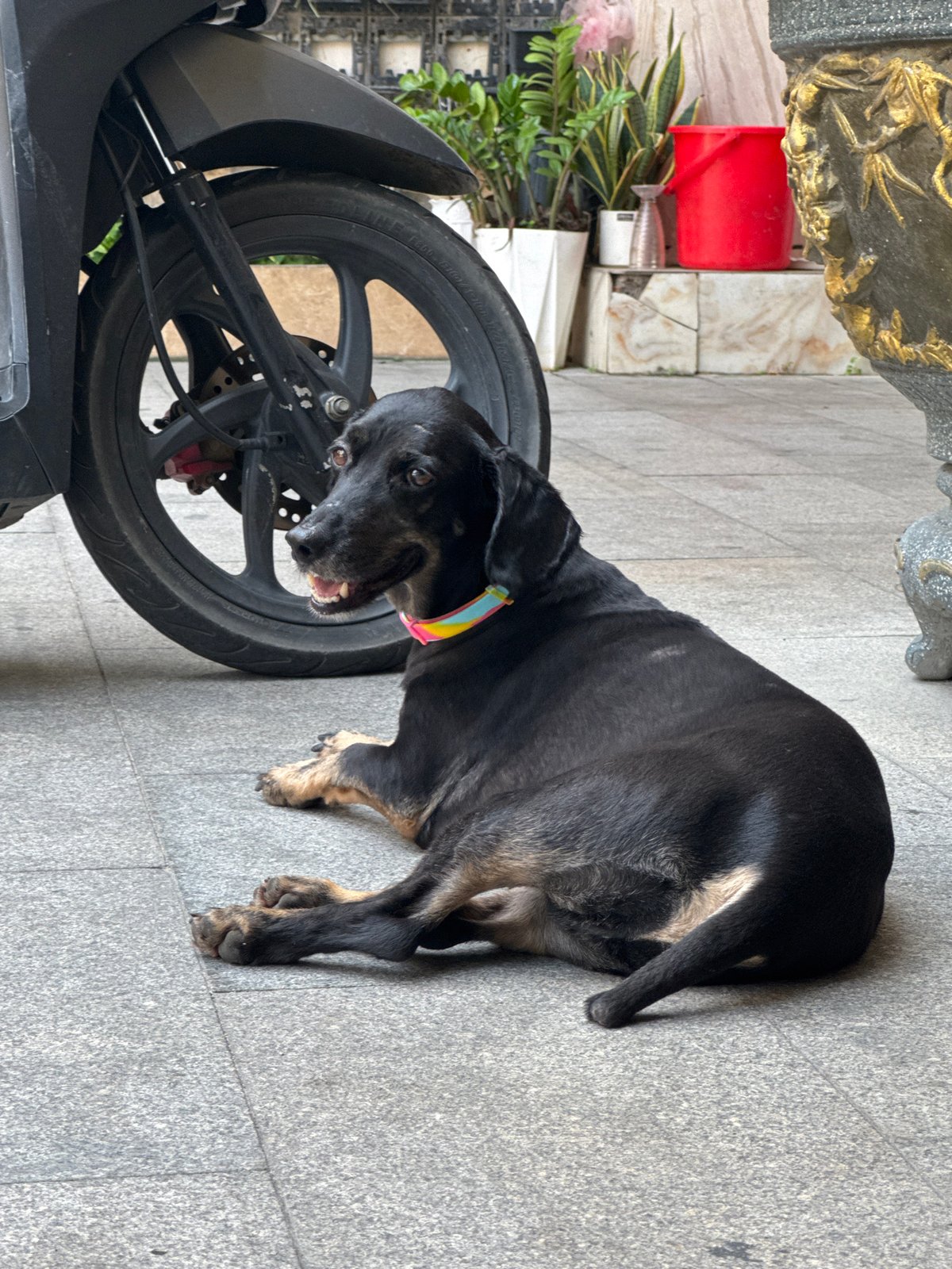 Nha Trang morning with a dachshund, scooters, and sidewalk scenes