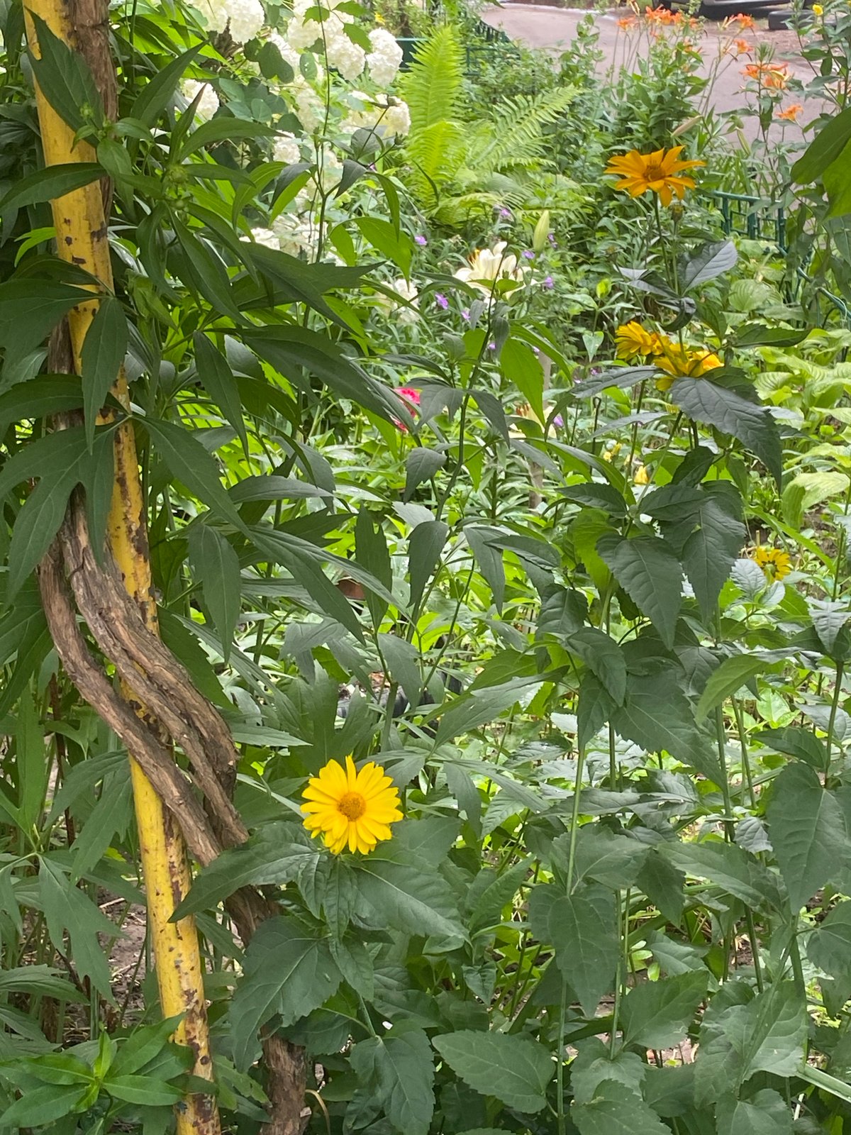 Quiet morning in a Poltava residential courtyard, July 2026