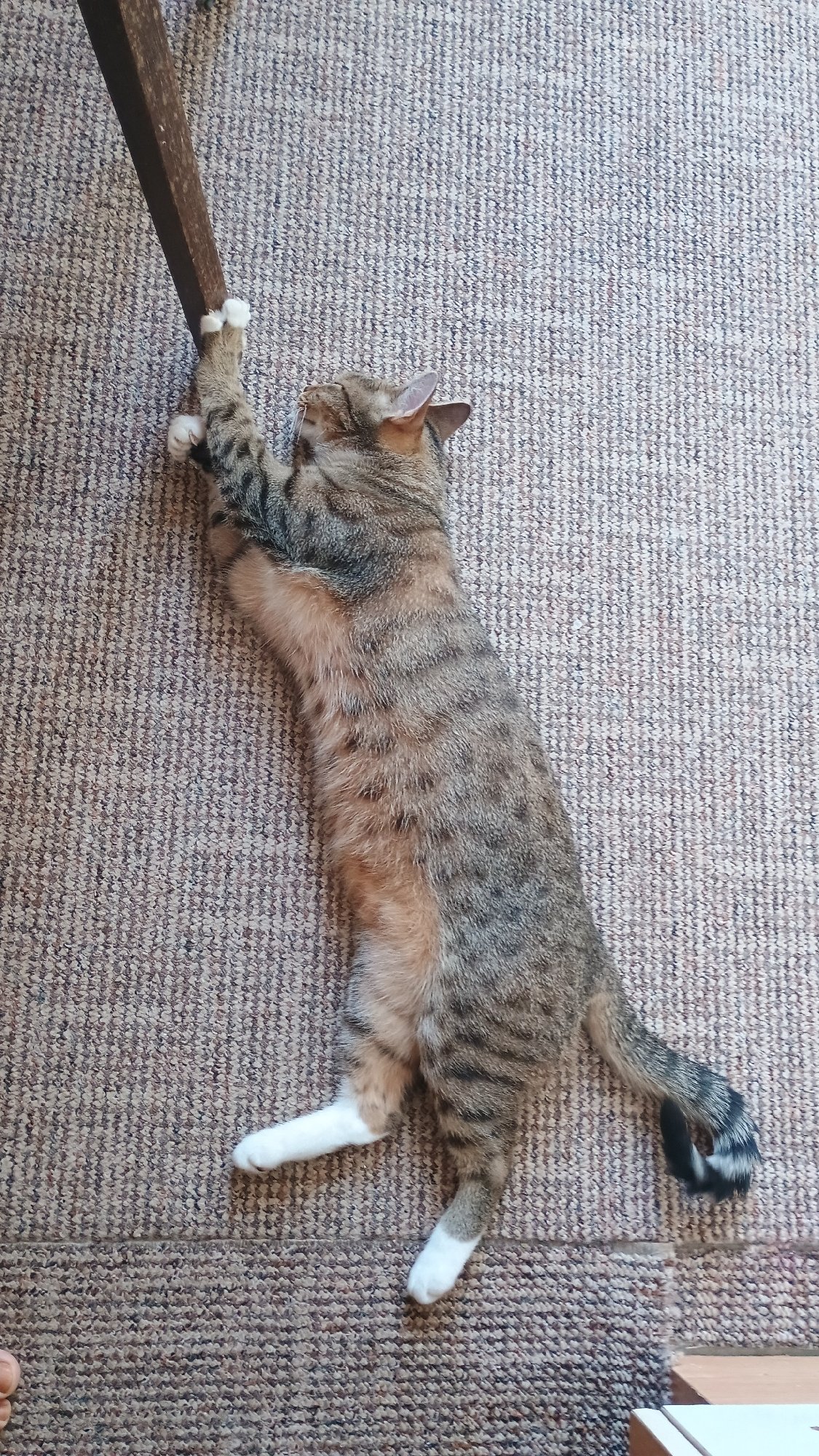 Cats lounging and playing on a carpeted floor at home