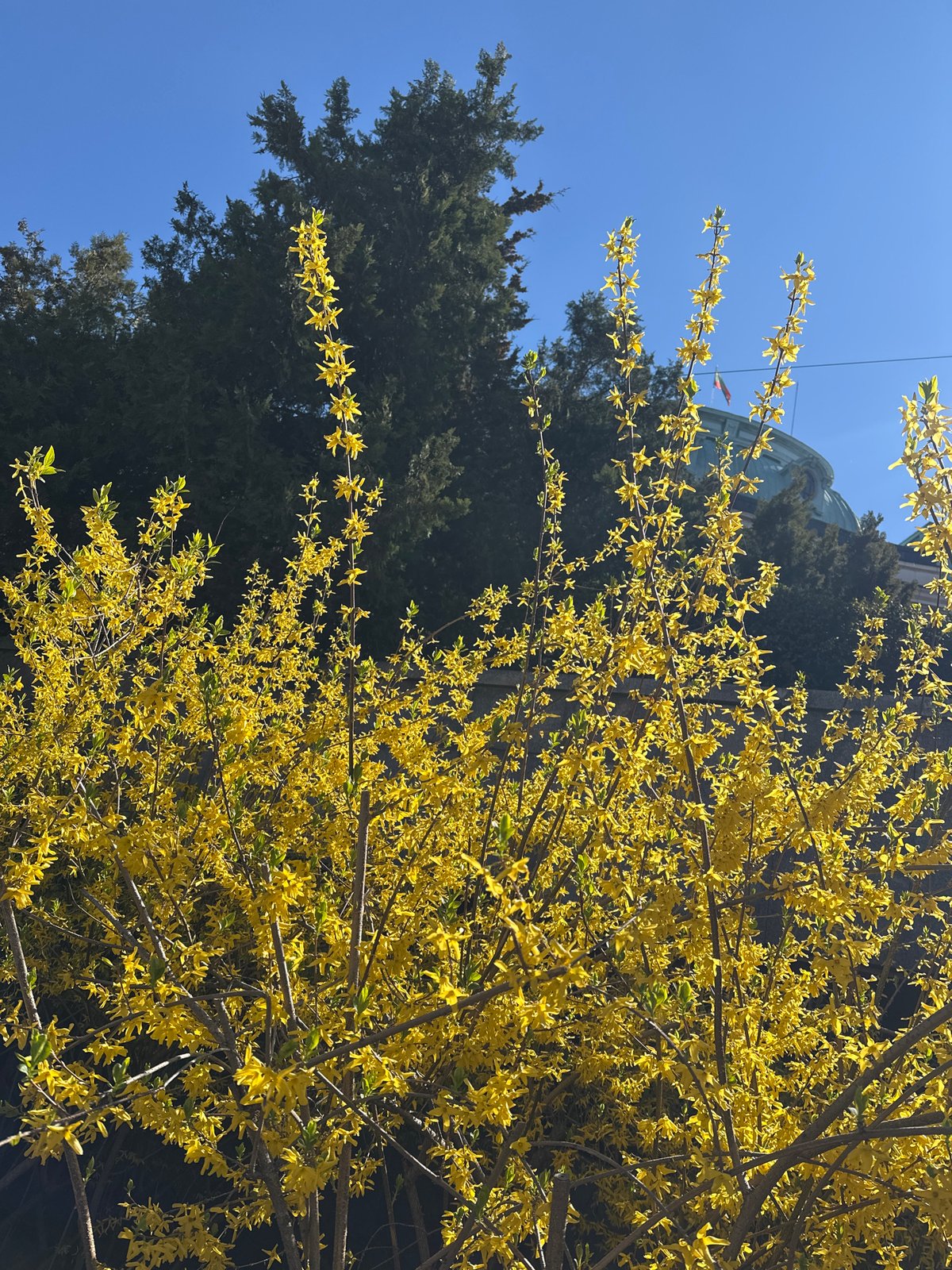 Spring forsythia blooms brighten Sofia morning scene