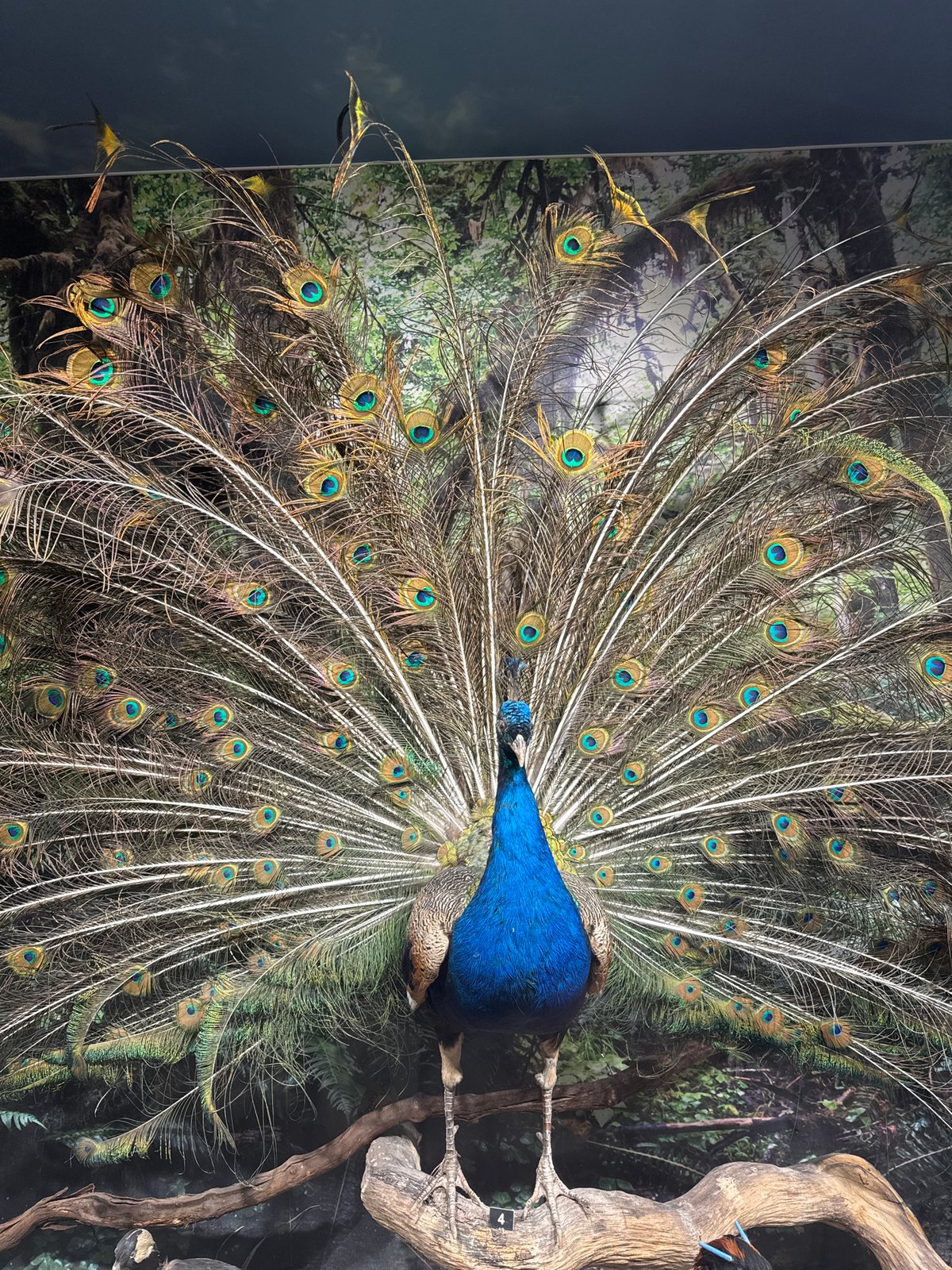Taxidermied peacock with fanned tail feathers captured on display