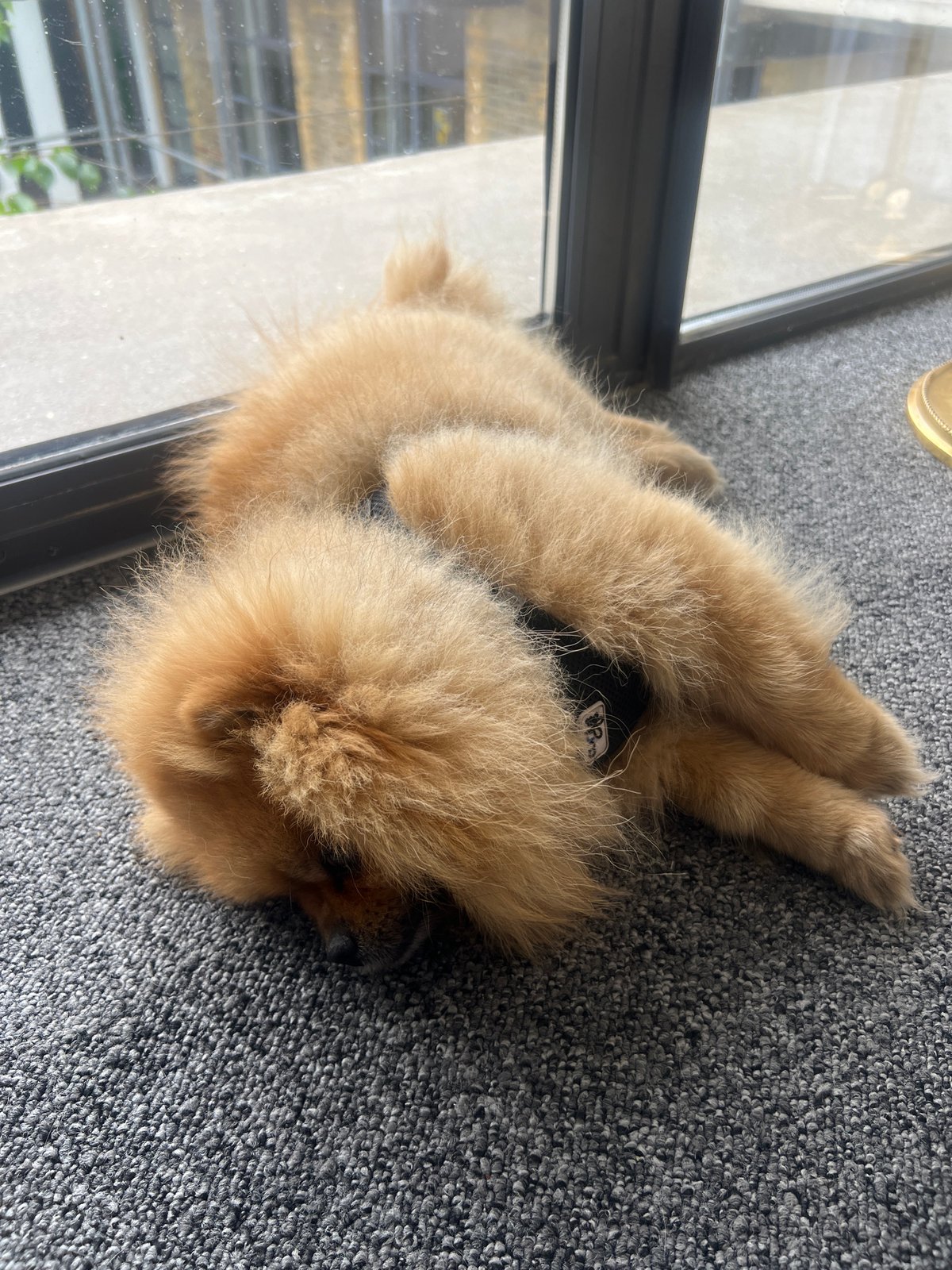Dog rests indoors near window in London