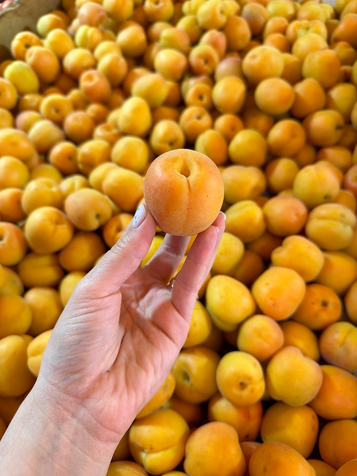 Hand selects apricot from fruit pile in Ramat Gan