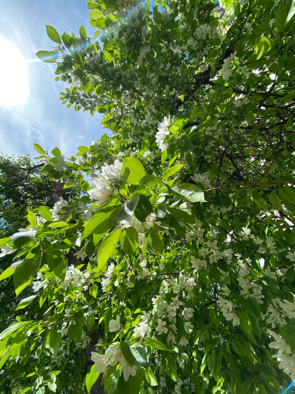 Woman takes morning selfies amid spring blooms in Votkinsk