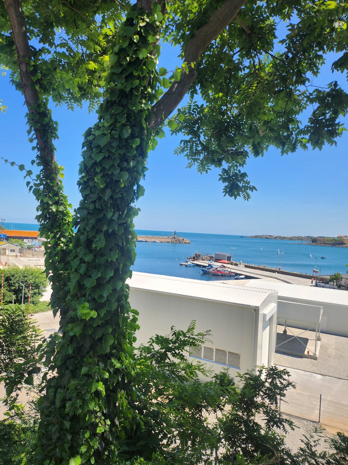 Tsarevo harbor viewed through ivy-covered trees on a sunny morning