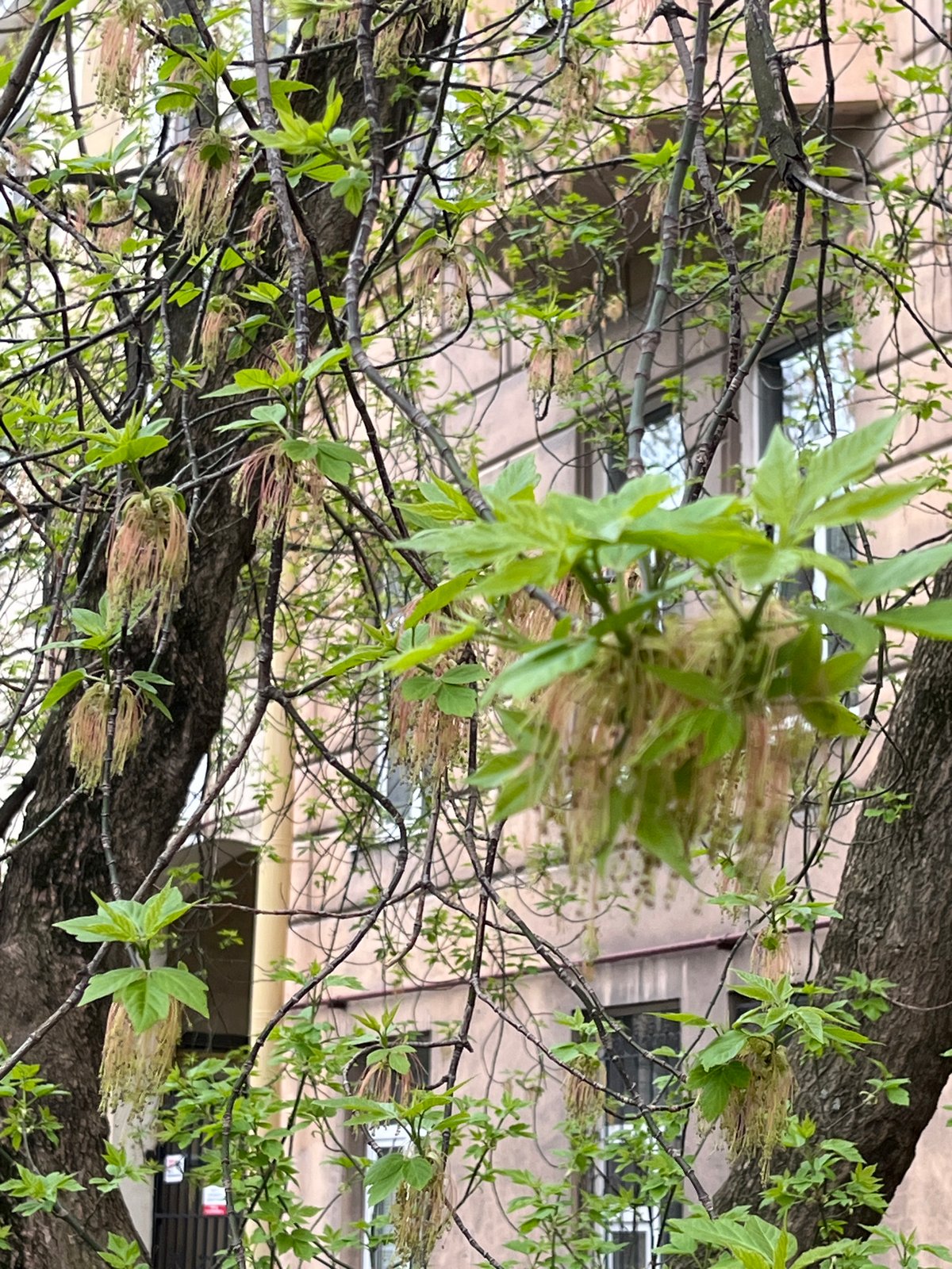 Spring foliage and street scenes documented in Saint Petersburg