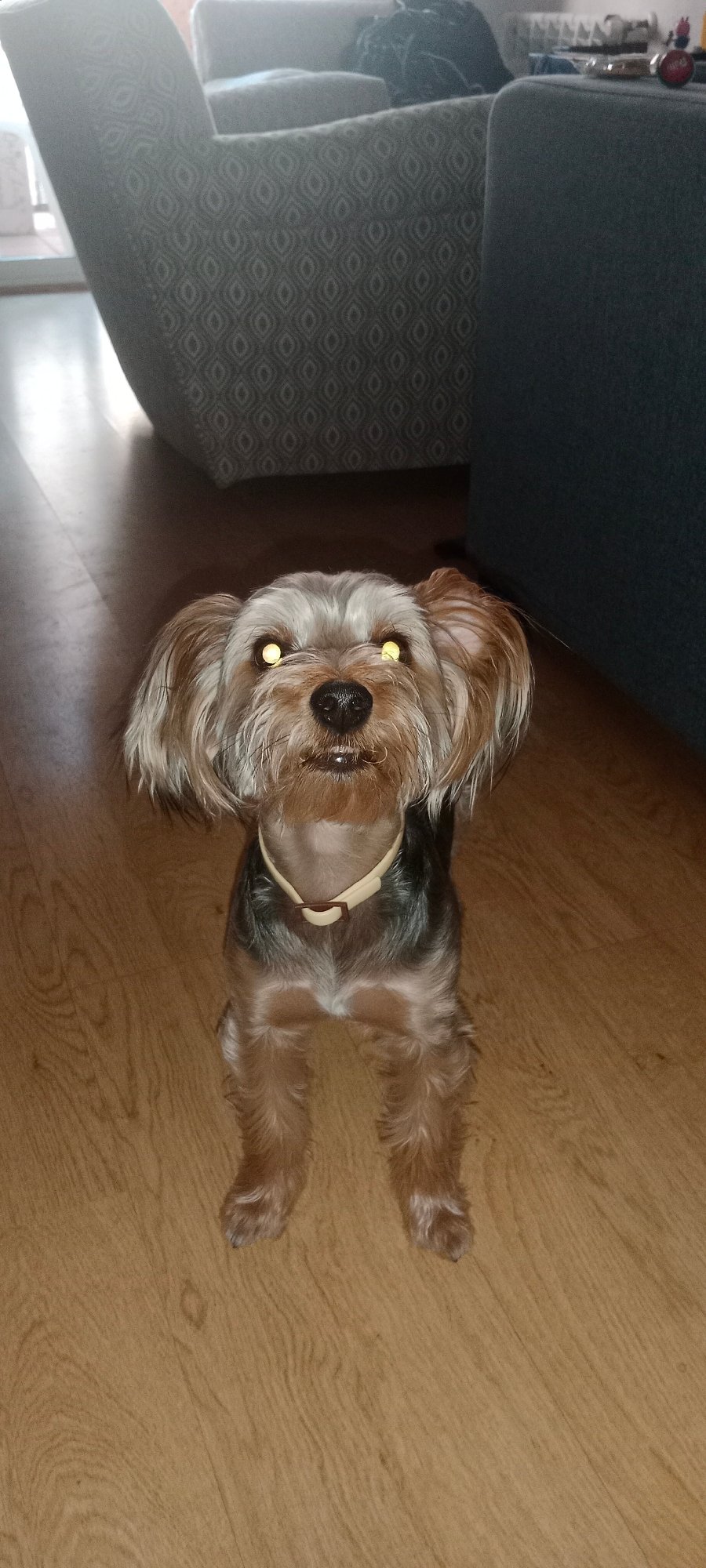 Yorkshire Terrier at home in Galapagar, with a plane overhead