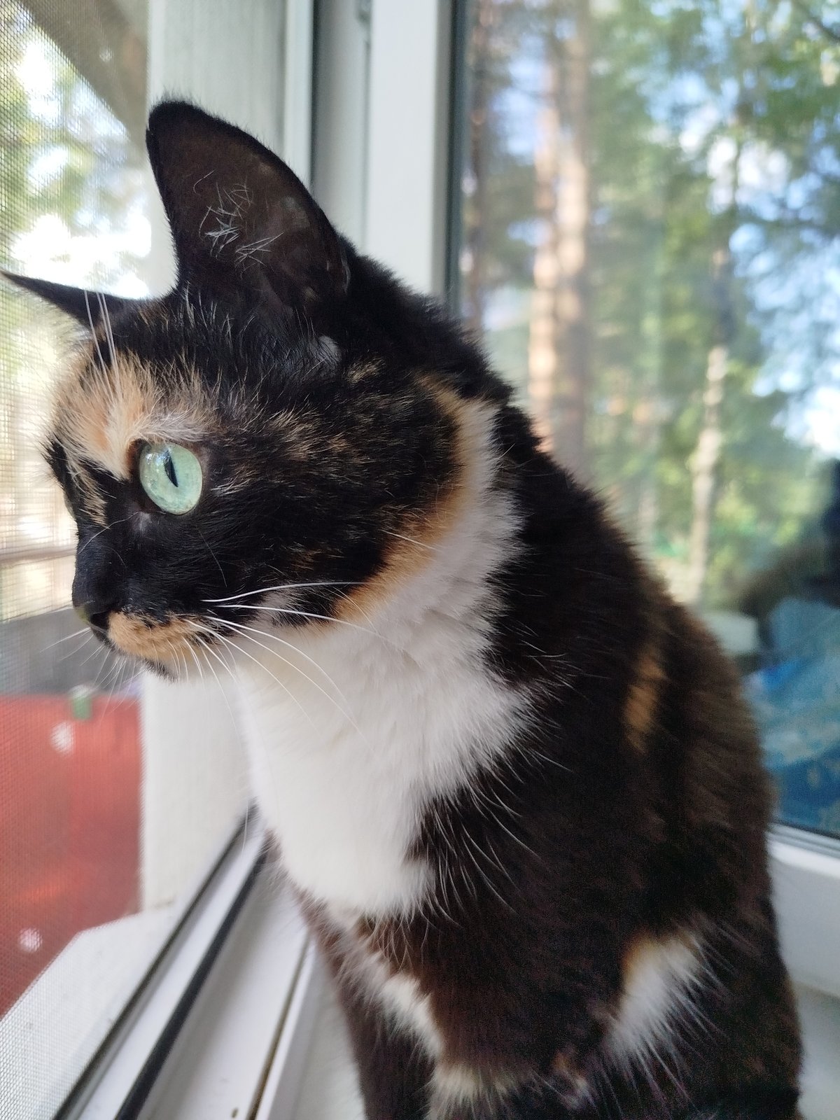 Multiple domestic cats observed in various indoor locations
