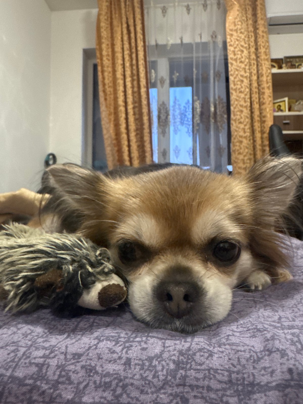 Chihuahua documented in Saint Petersburg apartment over two hours