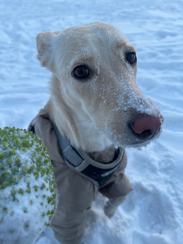 Winter morning documented in snowy Krasnoyarsk with dog, bundled person