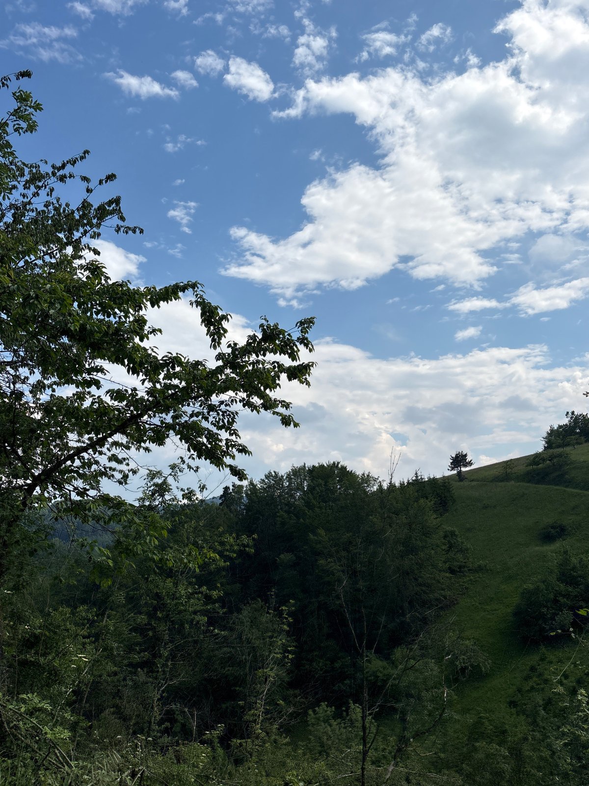 Forest landscape documented in Serbian municipality under partly cloudy skies