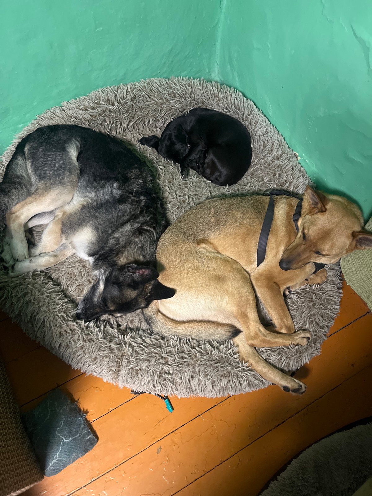 Peaceful pets rest together in Nizhny Tagil homes