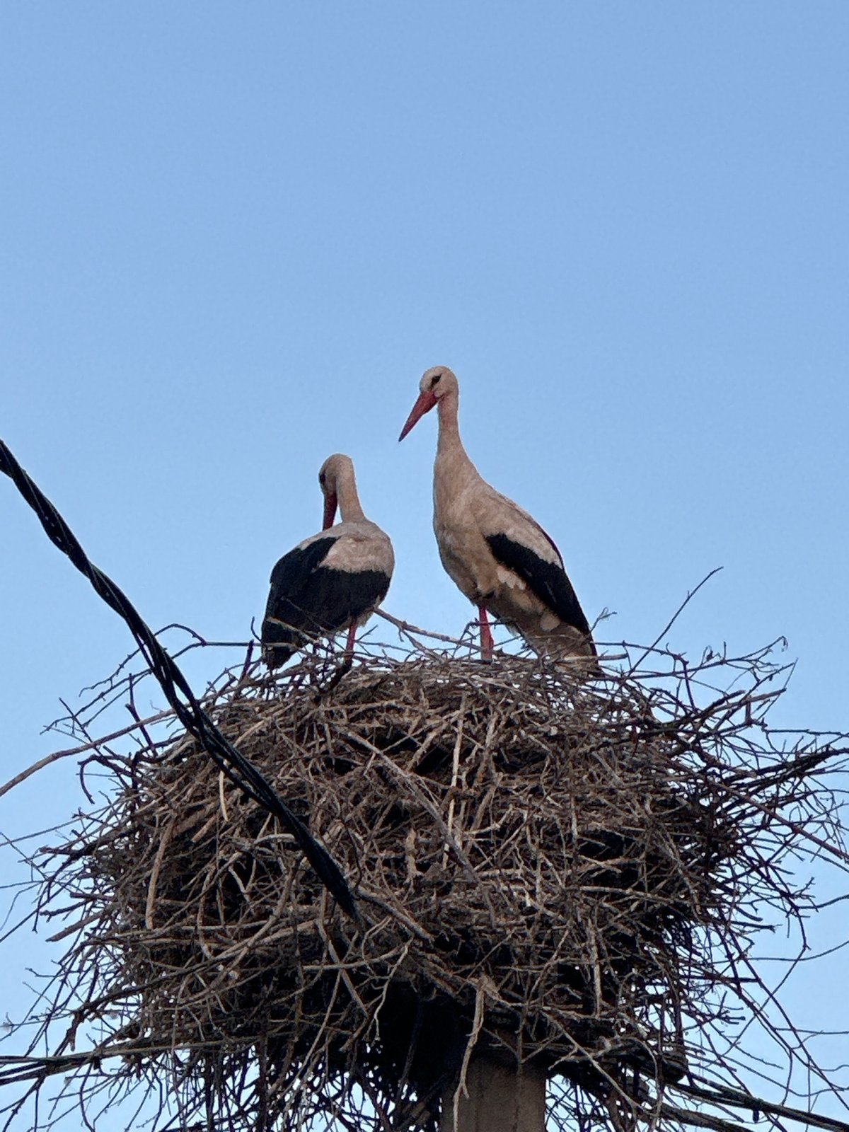 Storks nesting at dusk in rural Belarus