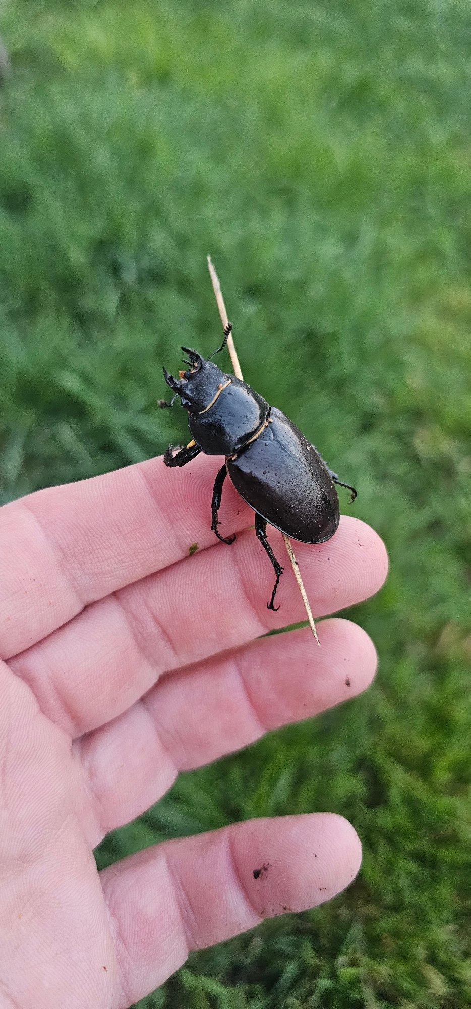 Close-up beetle photography in a Ukrainian village