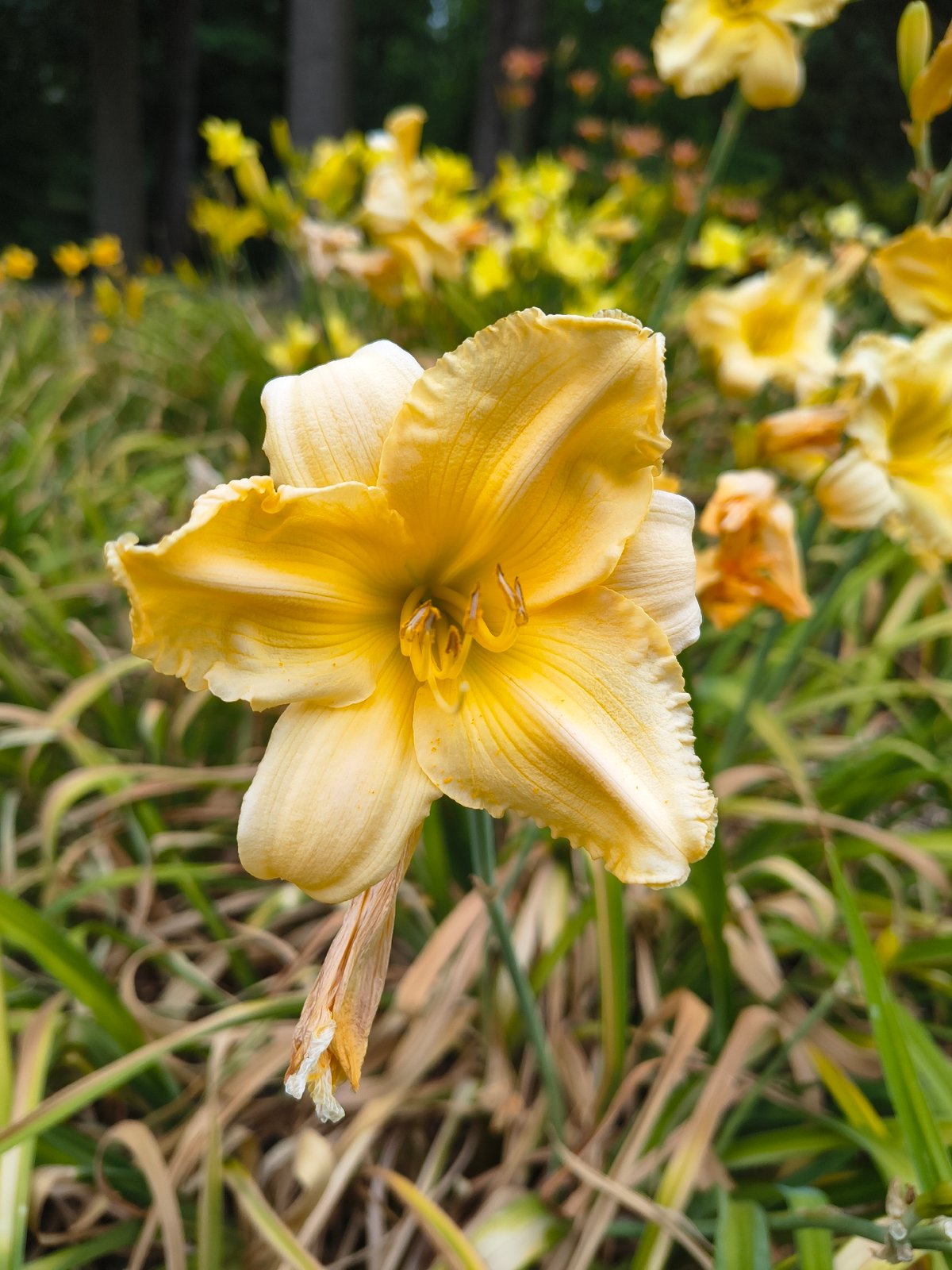 Afternoon in Olomouc's botanical garden, flowers and play