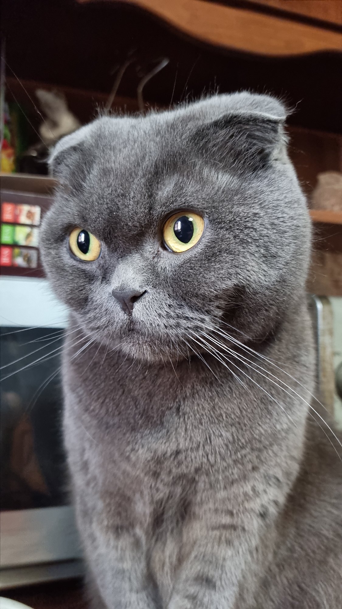 Scottish Fold cat photographed extensively at home in Vysokoe