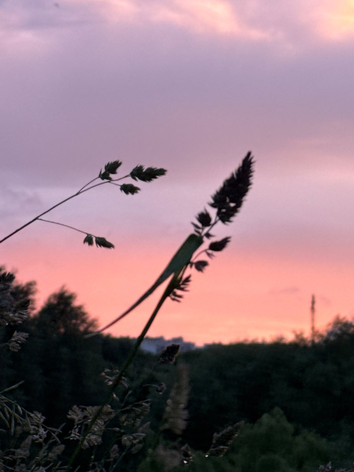 Minsk sunset walk through wet grass and jasmine