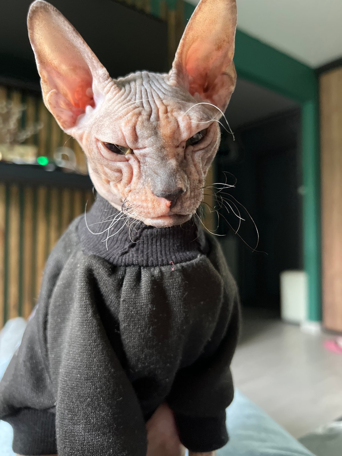 Sphynx cat in black sweater photographed in Kazan, Russia