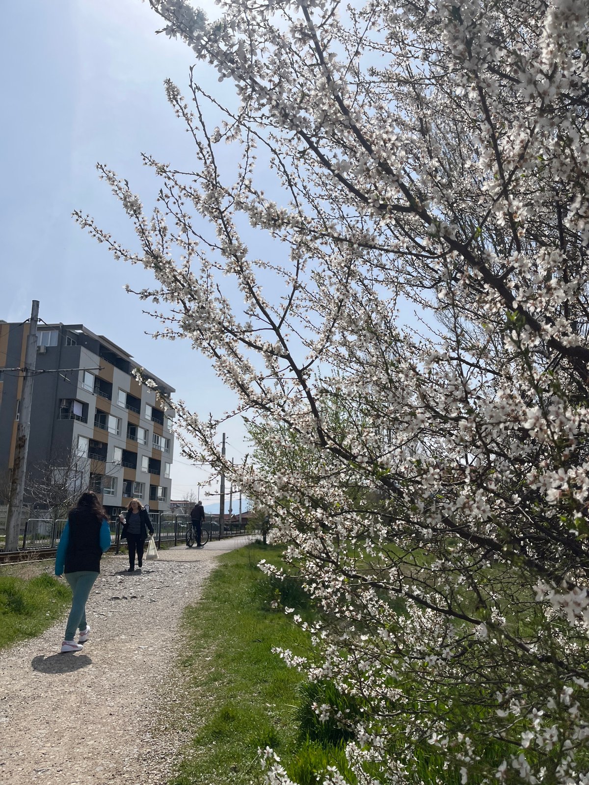 Spring morning walk observed on blooming tree-lined Sofia path