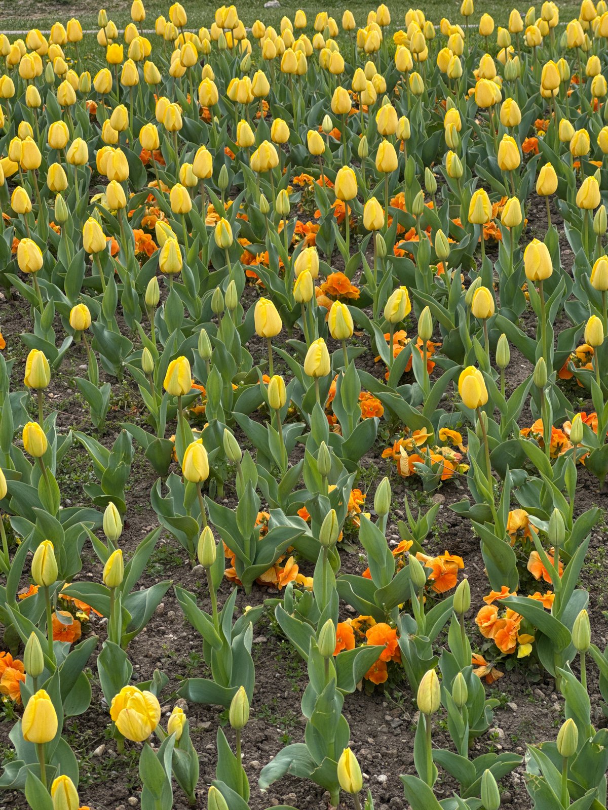 Woman visits spring flower displays in Sofia park