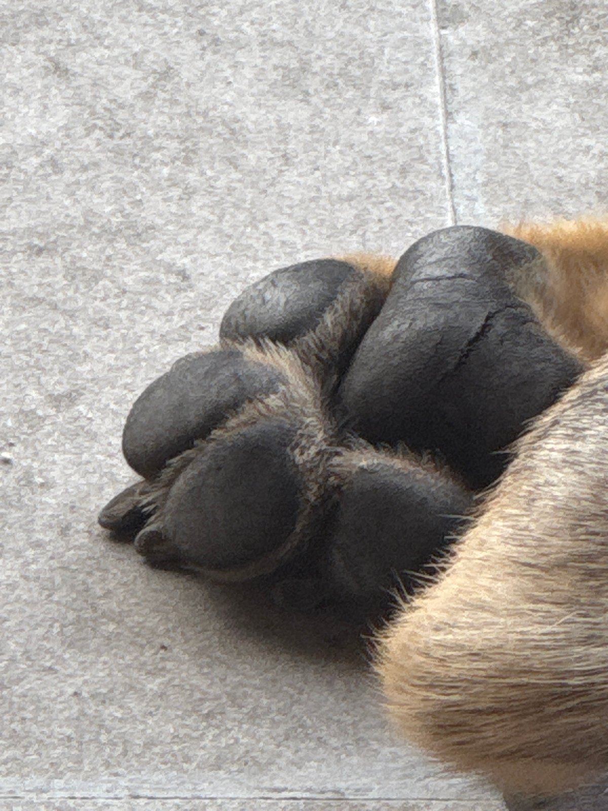 Tagged stray dogs roam streets in Bulgarian town