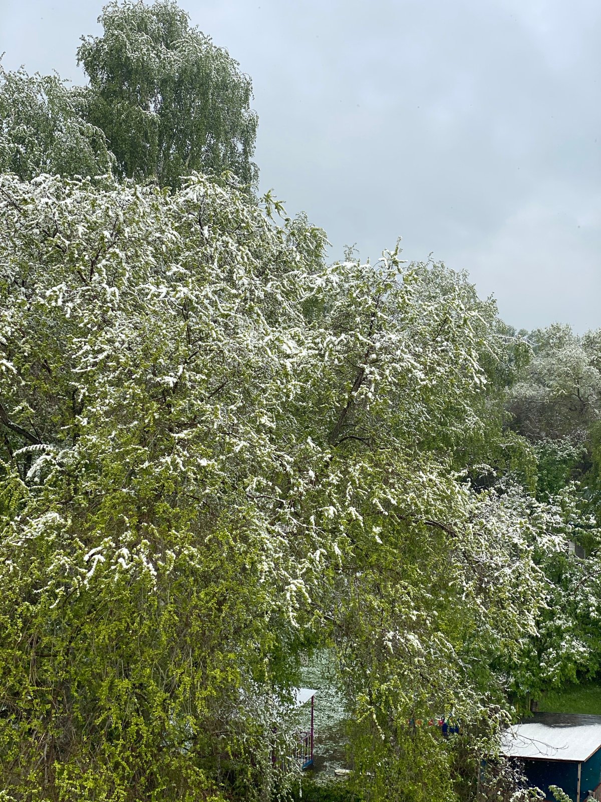 Spring snow or blossoms blanket Novokuznetsk parks early morning