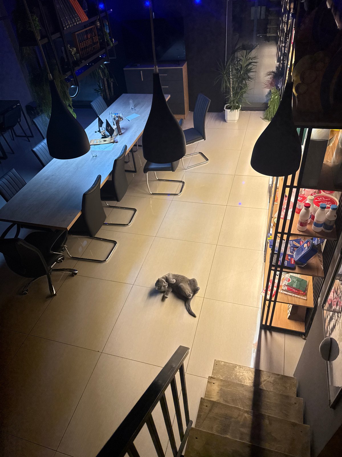Cat spotted in modern Yerevan cafe interior