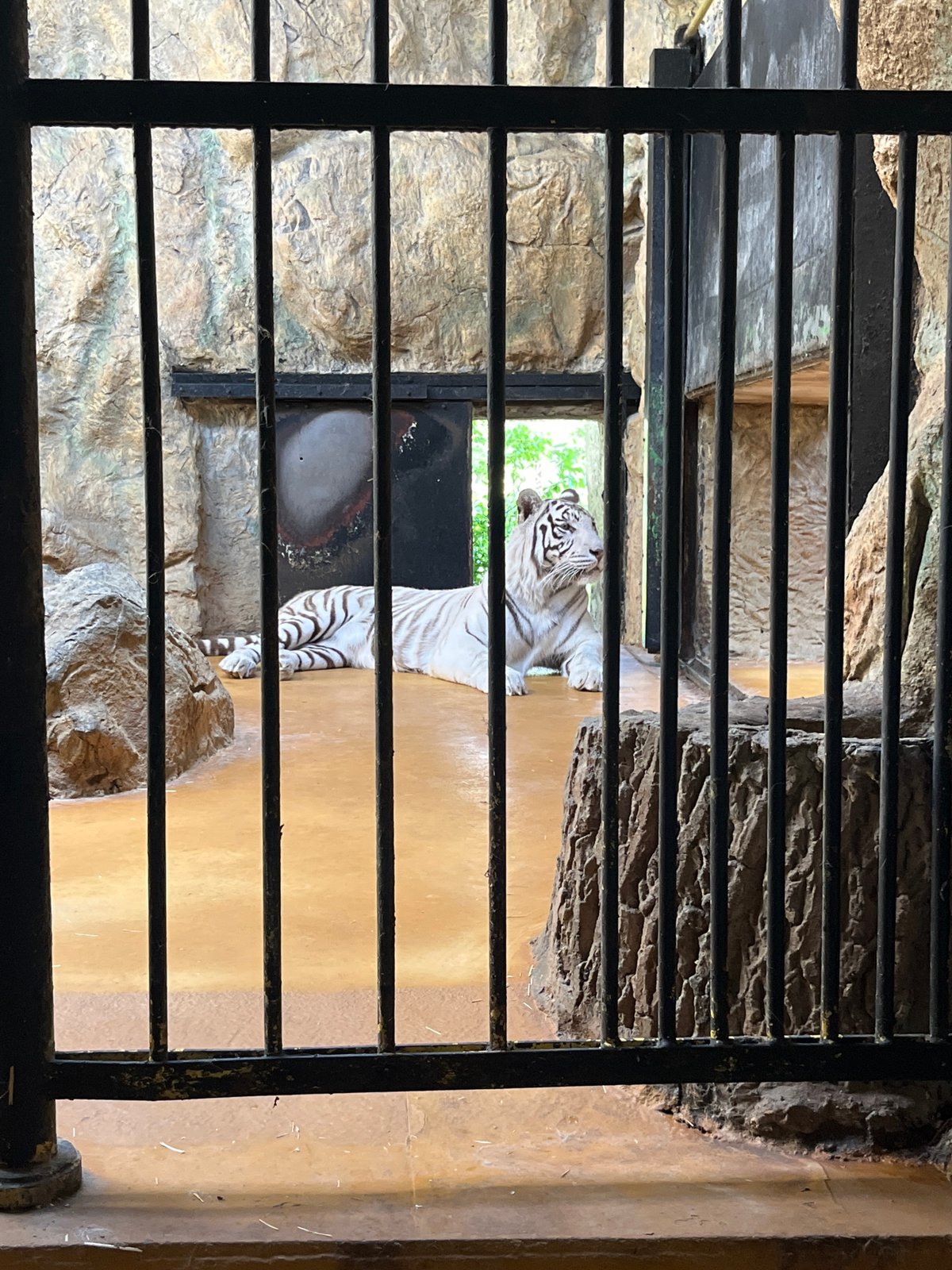 White tiger observed in enclosure in Sofia, Bulgaria