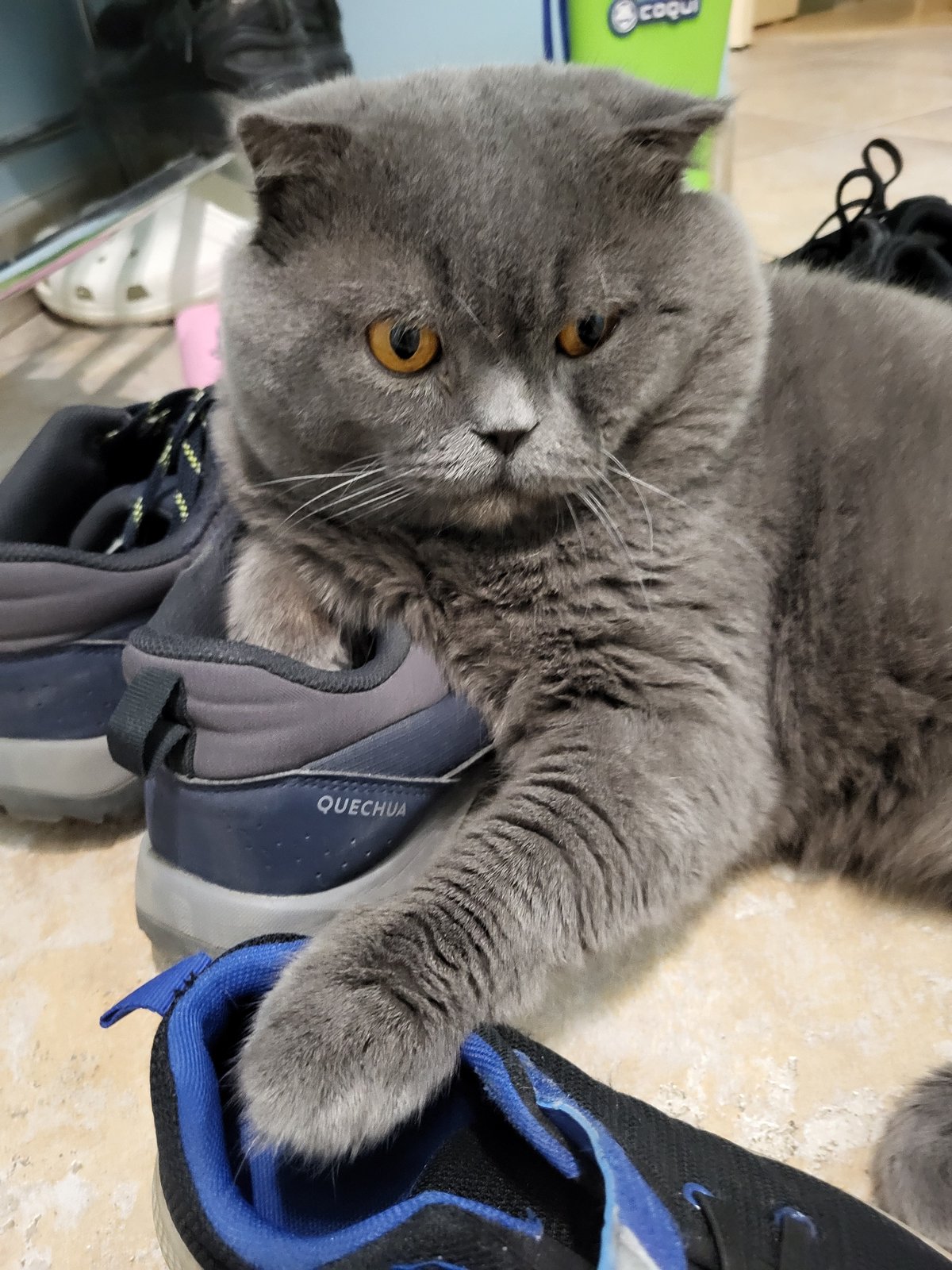 Cat on shoes, rainy European street scenes documented