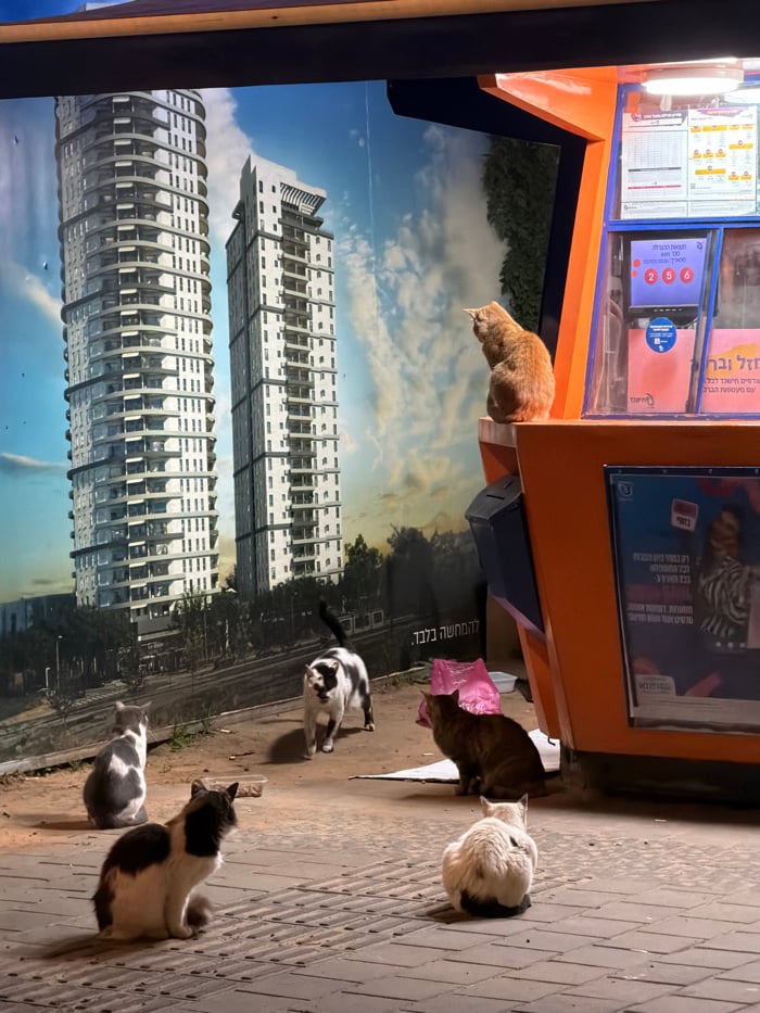 Street cats and dog spotted in Tel Aviv area