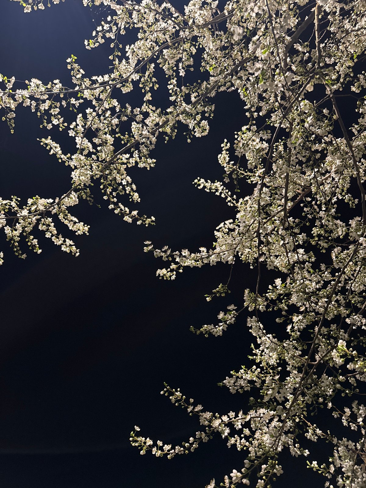 Spring blossoms illuminate nighttime cobblestone path in Pleven