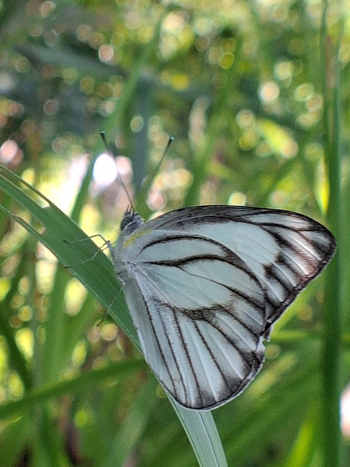 Nature observations documented across Lhokseumawe, Indonesia morning hours