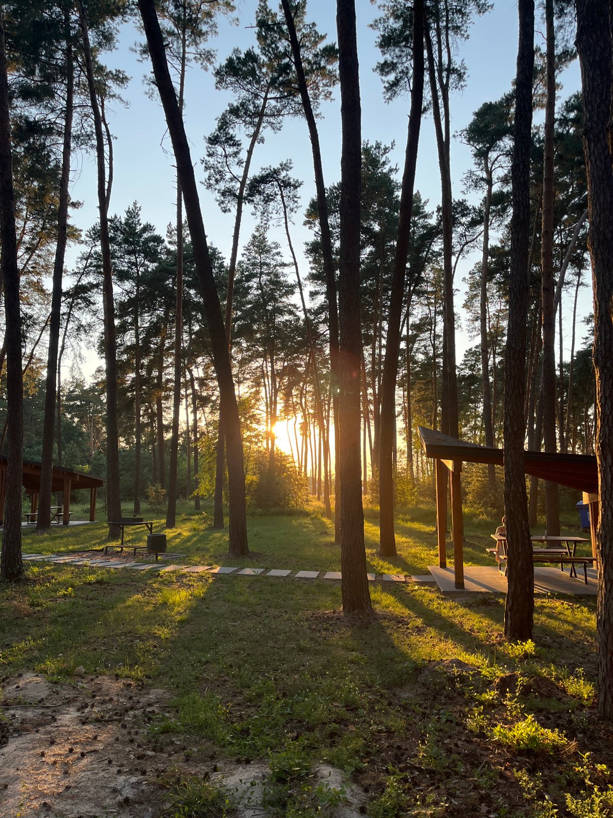 Golden hour light filters through pine forest in Lohvyn, Ukraine