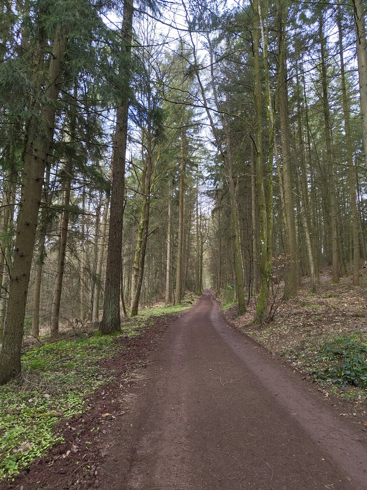 Forest path documented in Mettlach, Germany morning hours
