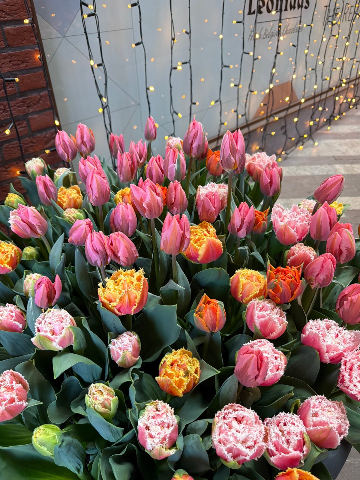 Colorful tulips spotted in Amsterdam display near brick building