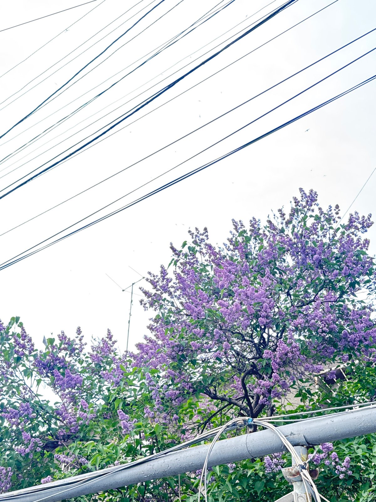 Lilac blooms observed near power lines in Yerevan